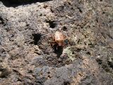 Six legged rock climber Six legged rock climber